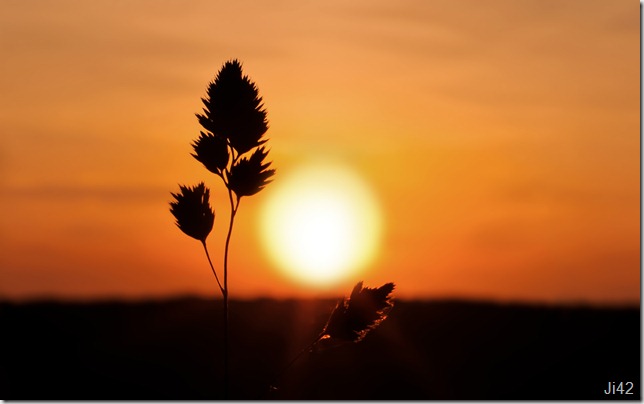 Lonely-twig-at-sunset-wallpaper_5564