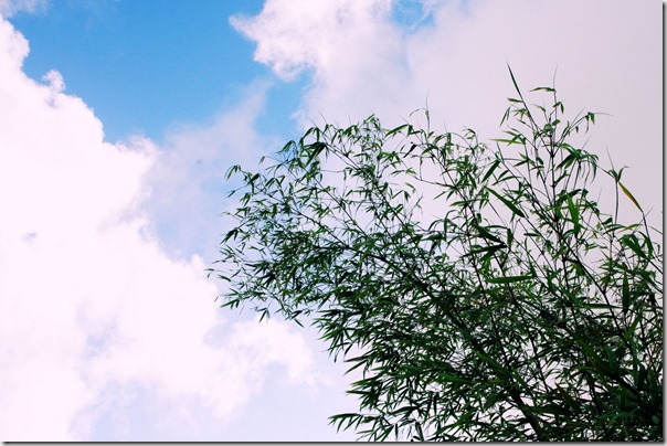 bamboo plants in the sky